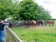 KS300622-19 - Kirtlington Stud Visit